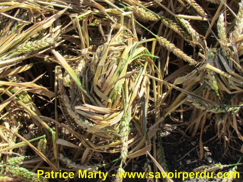 Etchilhampton (2), Wiltshire crop circle, aerial photo 62